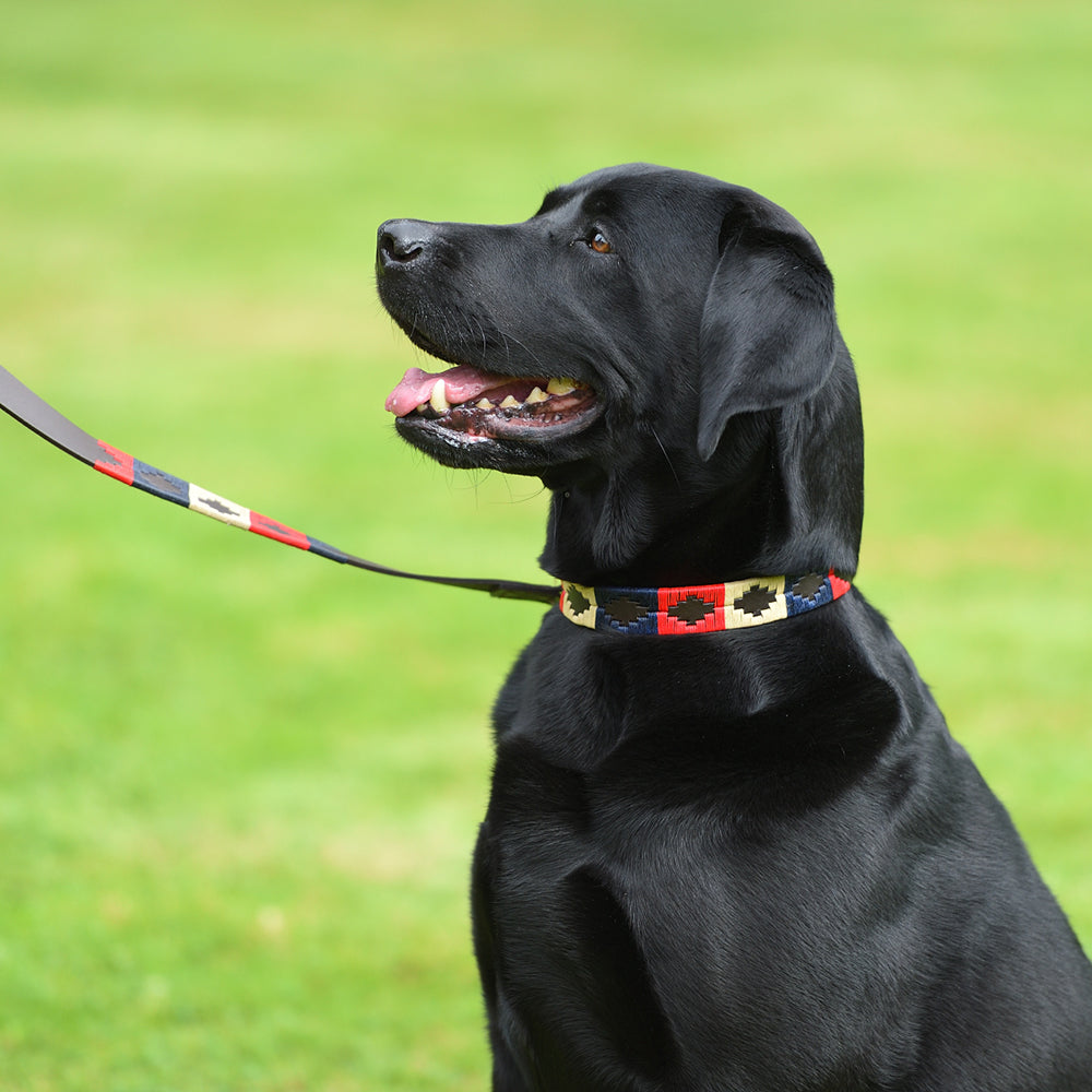 Navy store dog leash