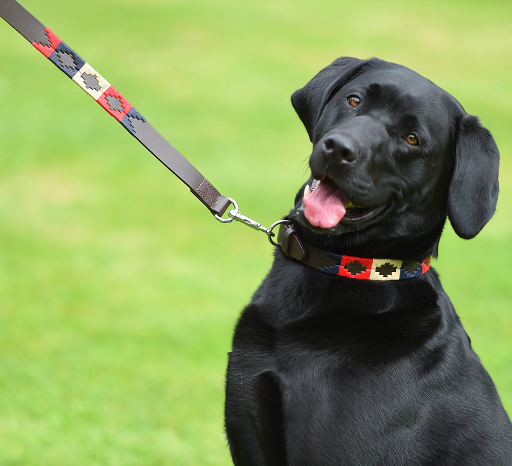 Navy store dog leash